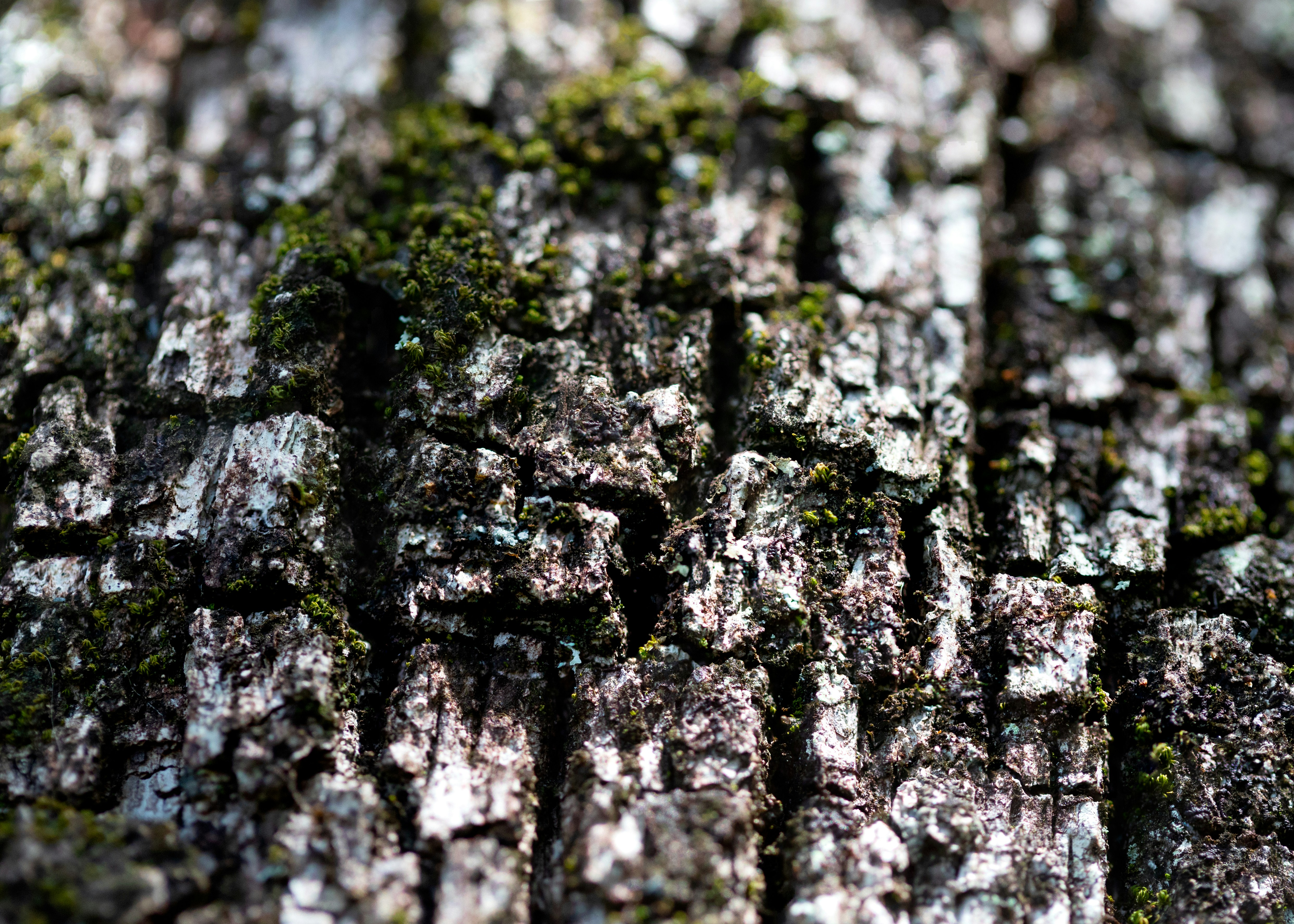 Rough textured tree bark is reminiscent of a cliffside.