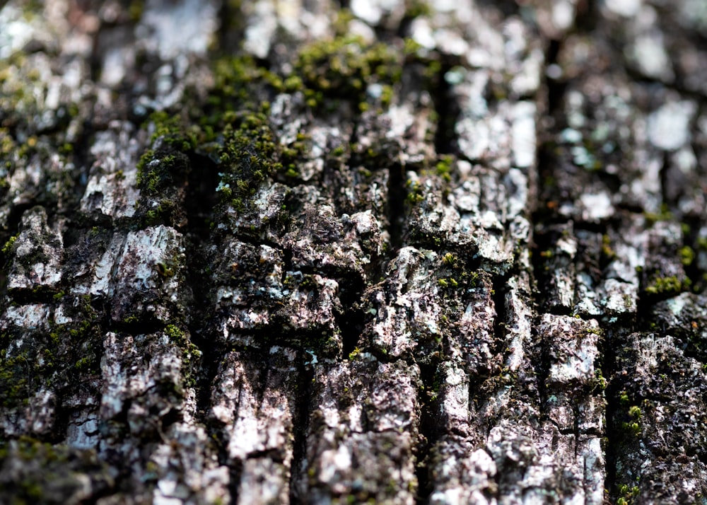 black and gray tree trunk