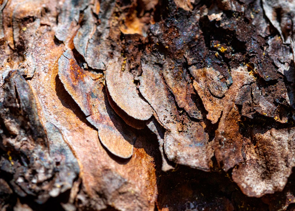 tronco di legno marrone e nero