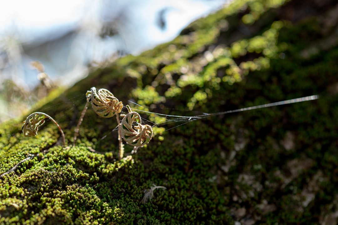 brown spider on brown wooden stick