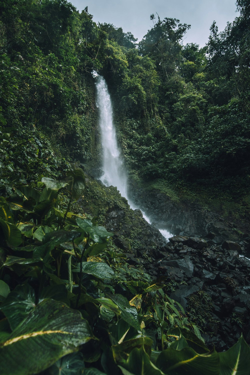 water falls in the middle of green trees