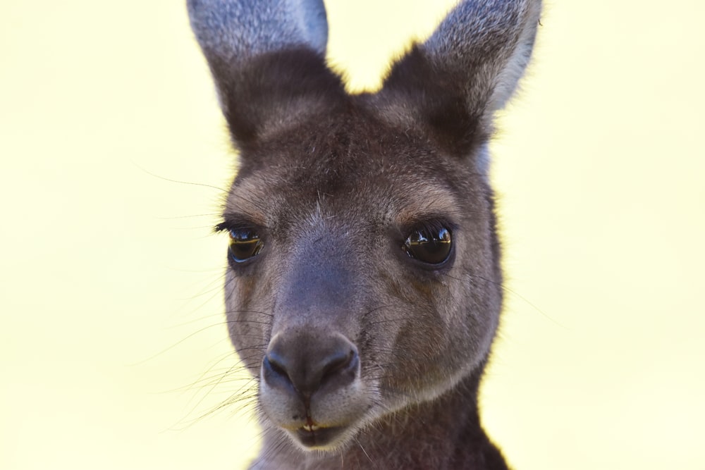 black and white kangaroo with white background