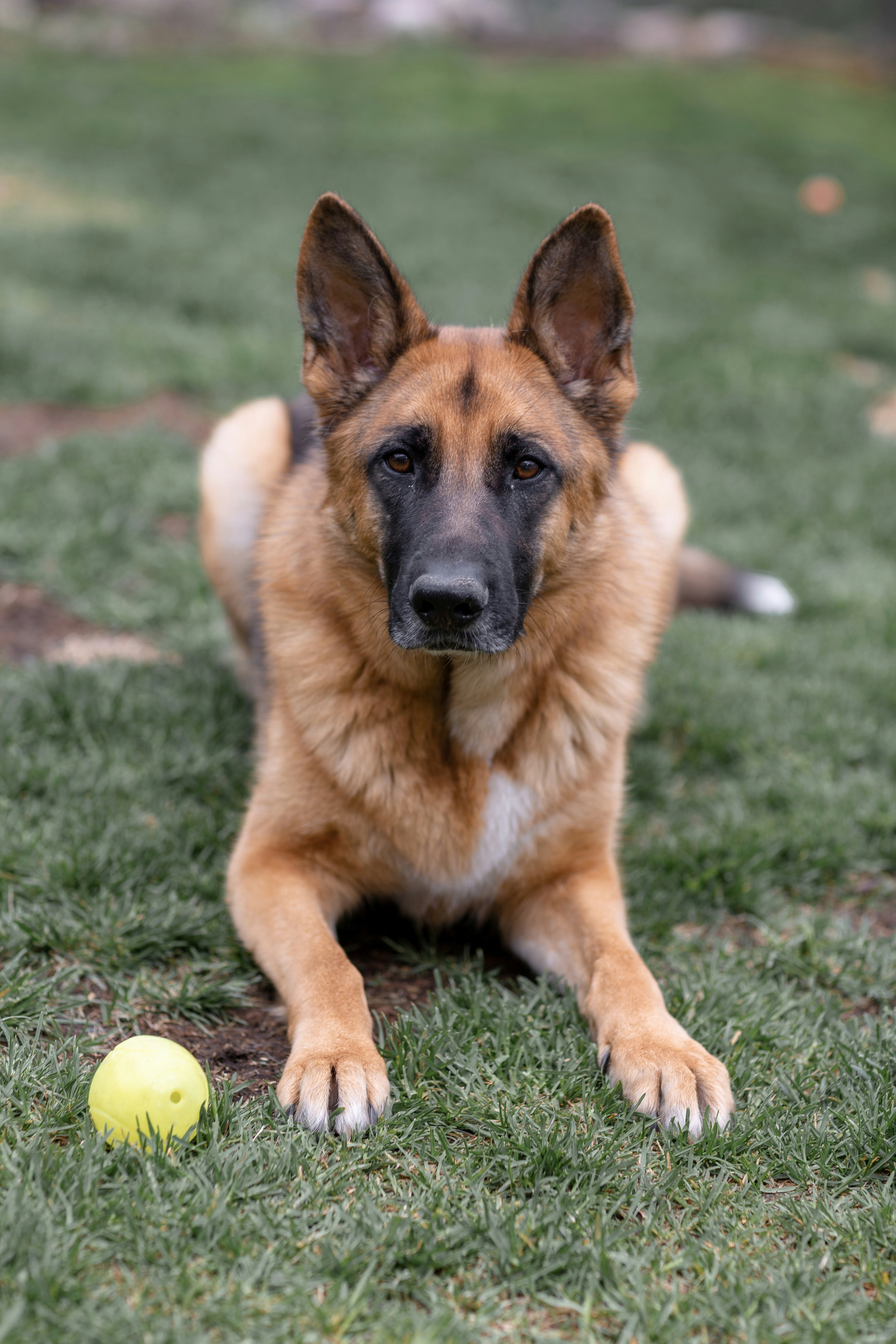 German Shepherd relaxing with tennis ball