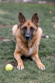 brown and black german shepherd on green grass field during daytime