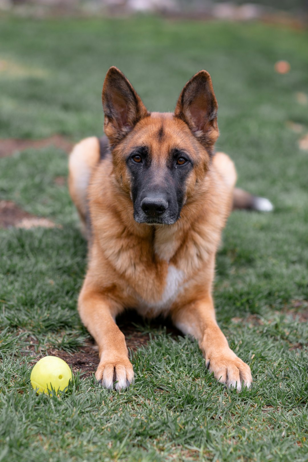 brown and black german shepherd on green grass field during daytime