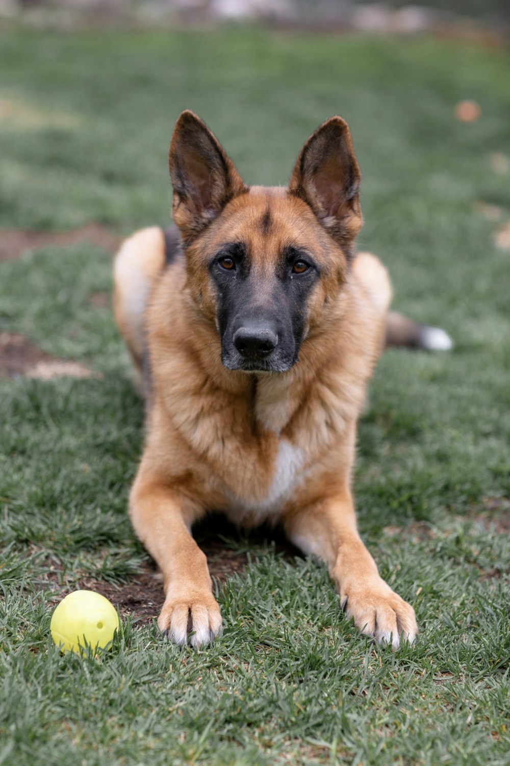 brown and black german shepherd on green grass field during daytime