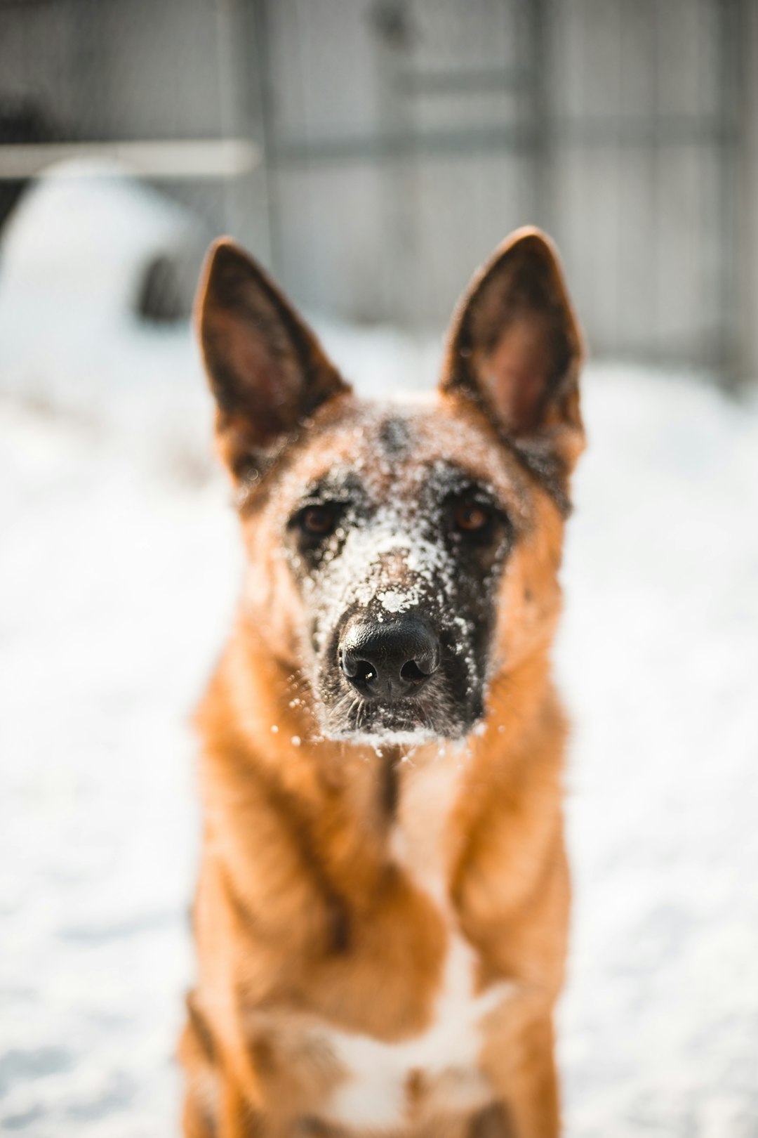 brown and black short coated dog on snow covered ground during daytime