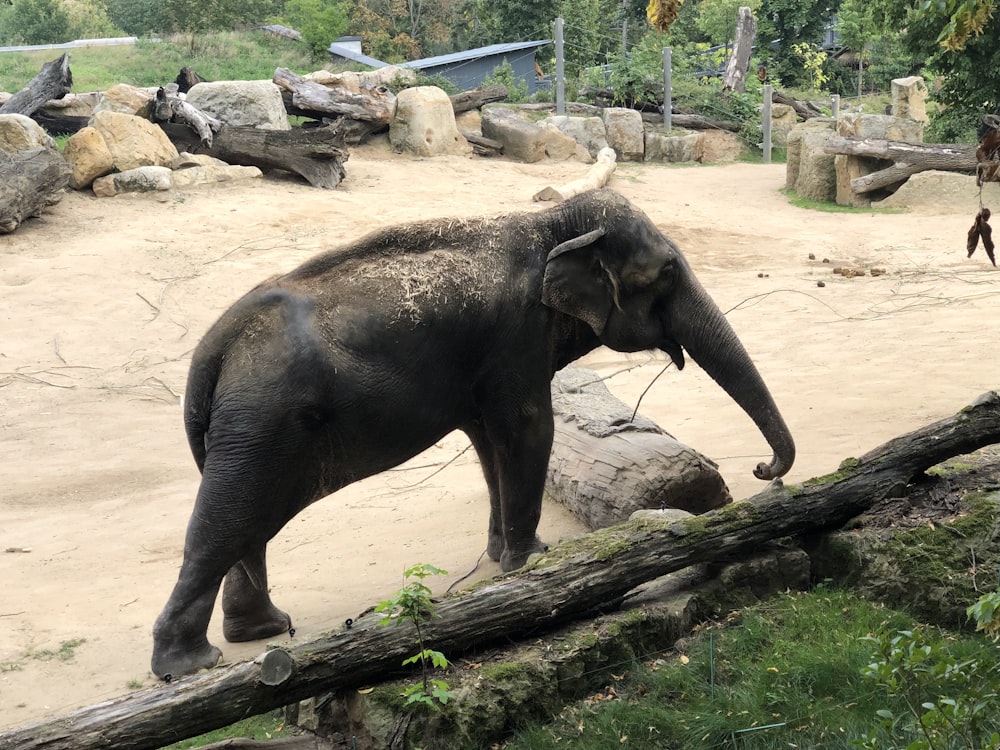 black elephant walking on brown dirt during daytime