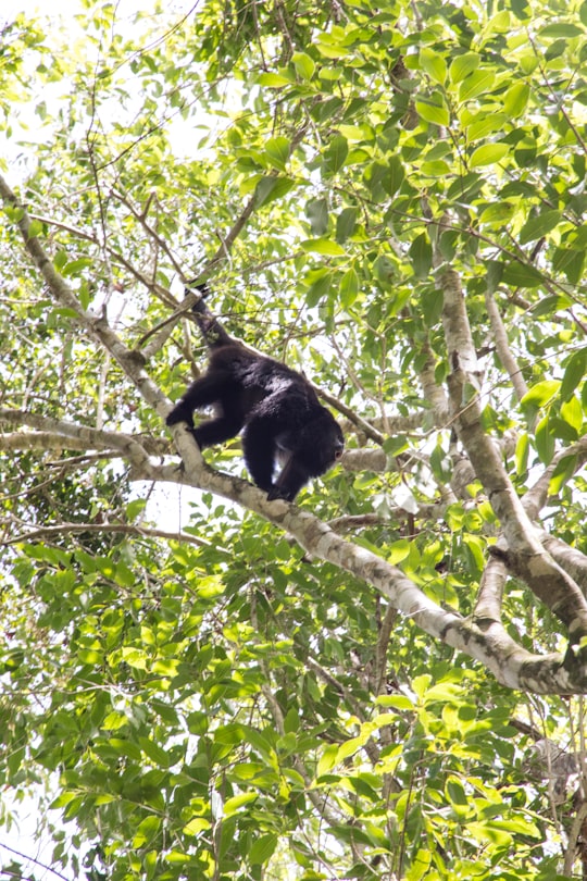 black monkey on tree branch during daytime in Bermudian Landing Belize