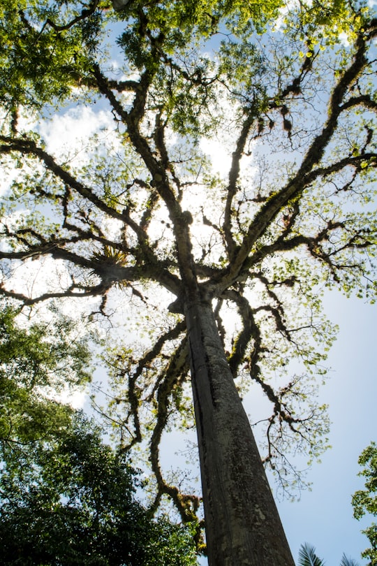 green tree under blue sky during daytime in Mountain Pine Ridge Forest Reserve Belize