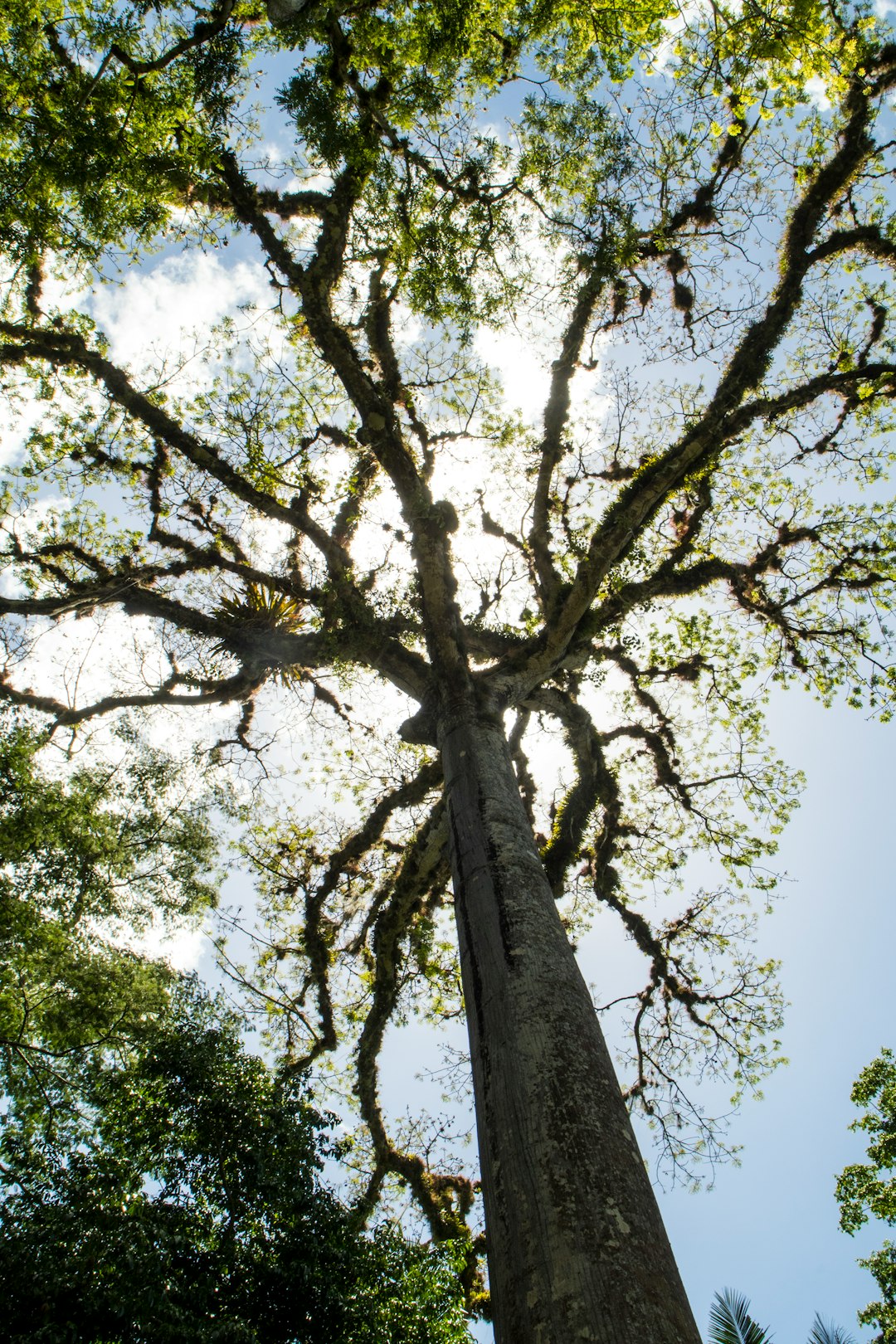 Travel Tips and Stories of Mountain Pine Ridge in Belize