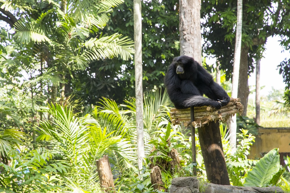 black monkey on green palm tree during daytime