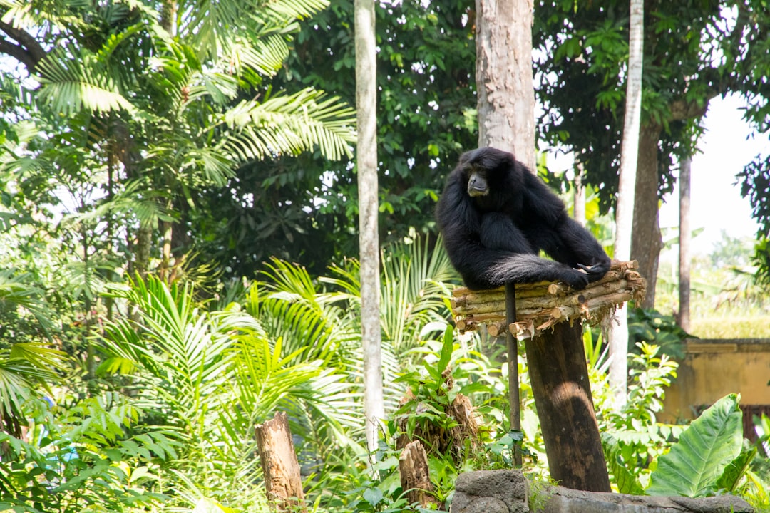 Jungle photo spot Bali Zoo Badung