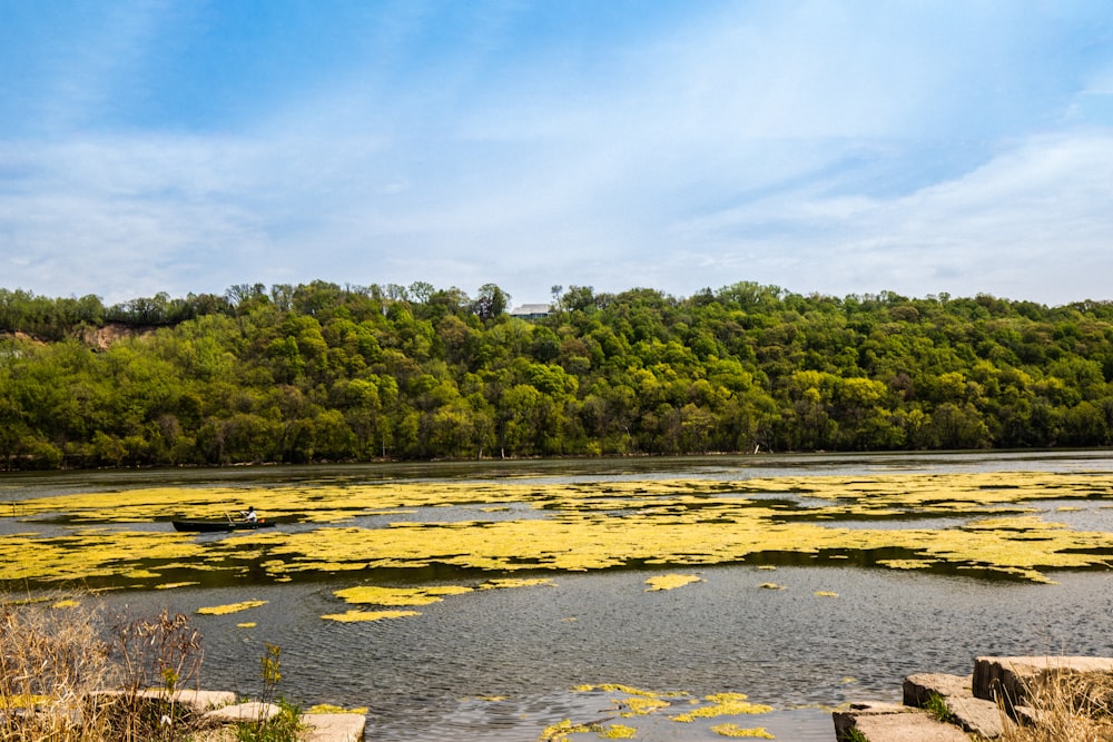 green trees beside river under white clouds during daytime