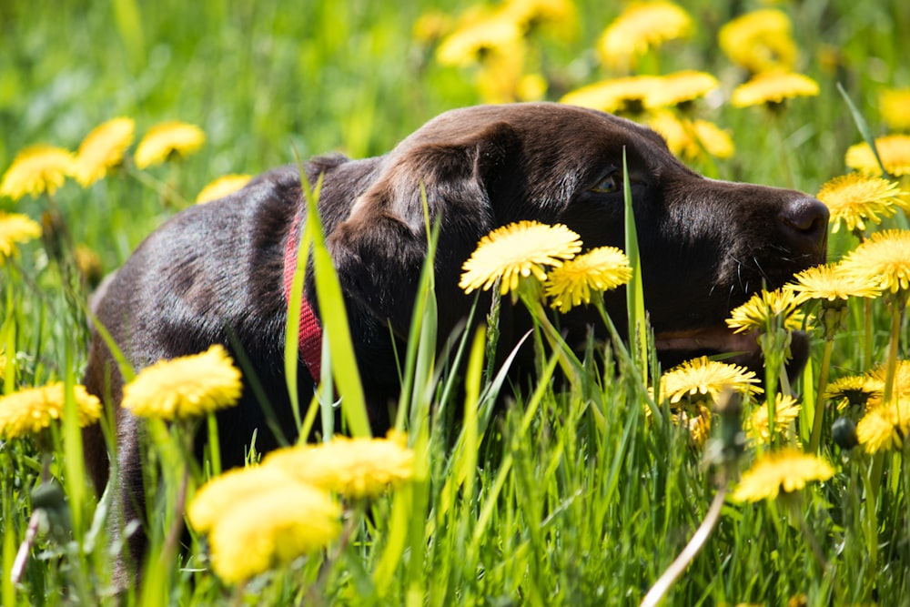 black labrador retriever lying on green grass field during daytime