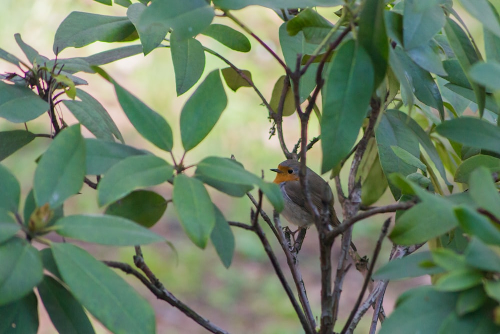 brown bird on green leaves during daytime