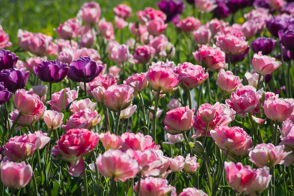 pink flowers in tilt shift lens