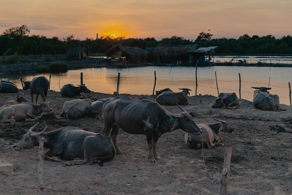 black water buffalo on water during sunset