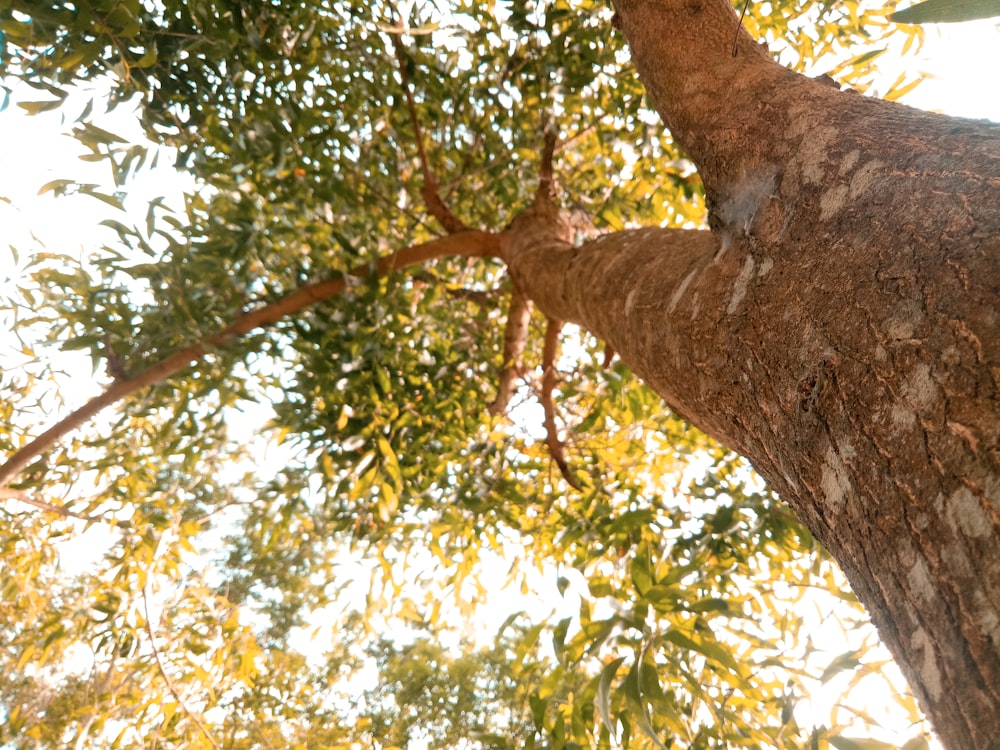 brown tree with green leaves during daytime