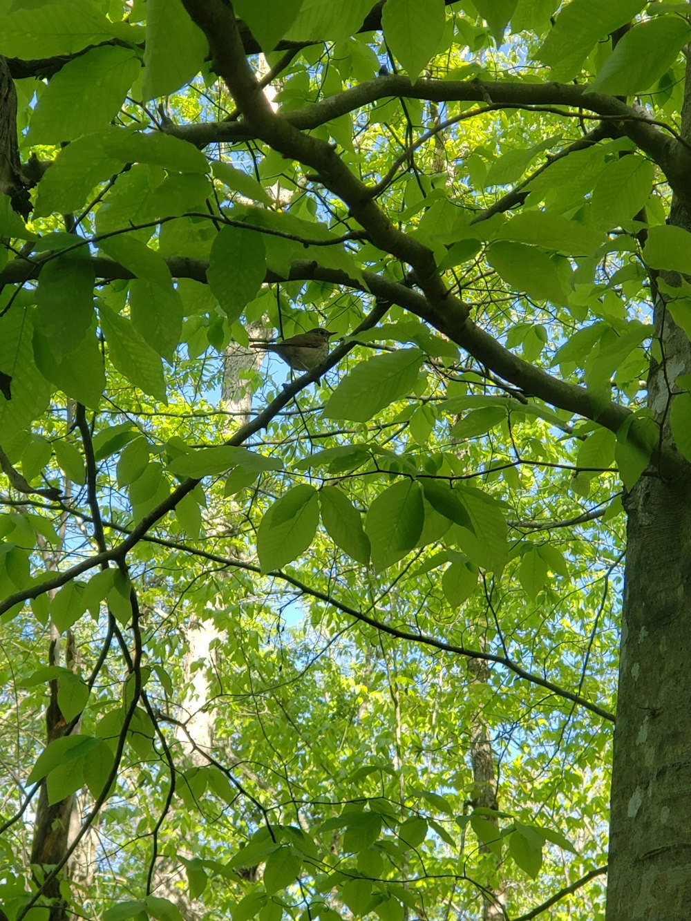 grüne Blätter auf braunem Baum