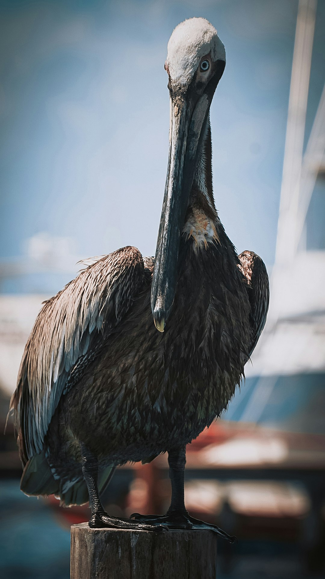 black and white pelican flying during daytime