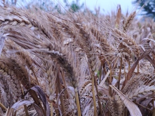 Close-up of golden wheat and yellow corn grains ready for export