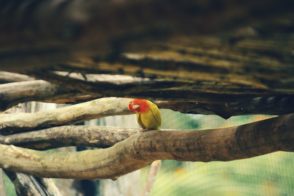 yellow and red bird on brown tree branch