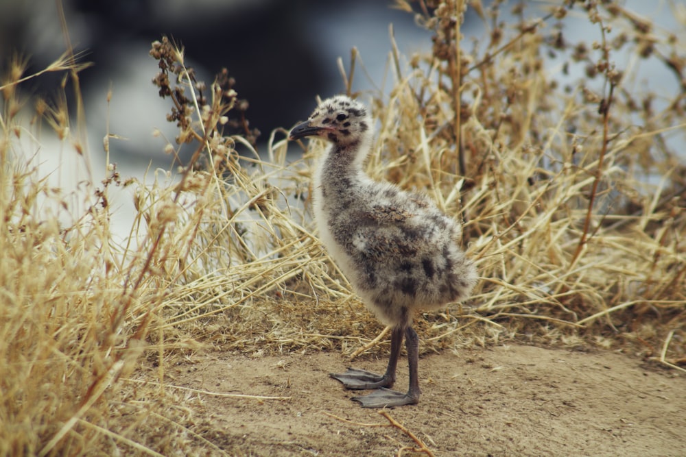 gray ostrich on brown field during daytime