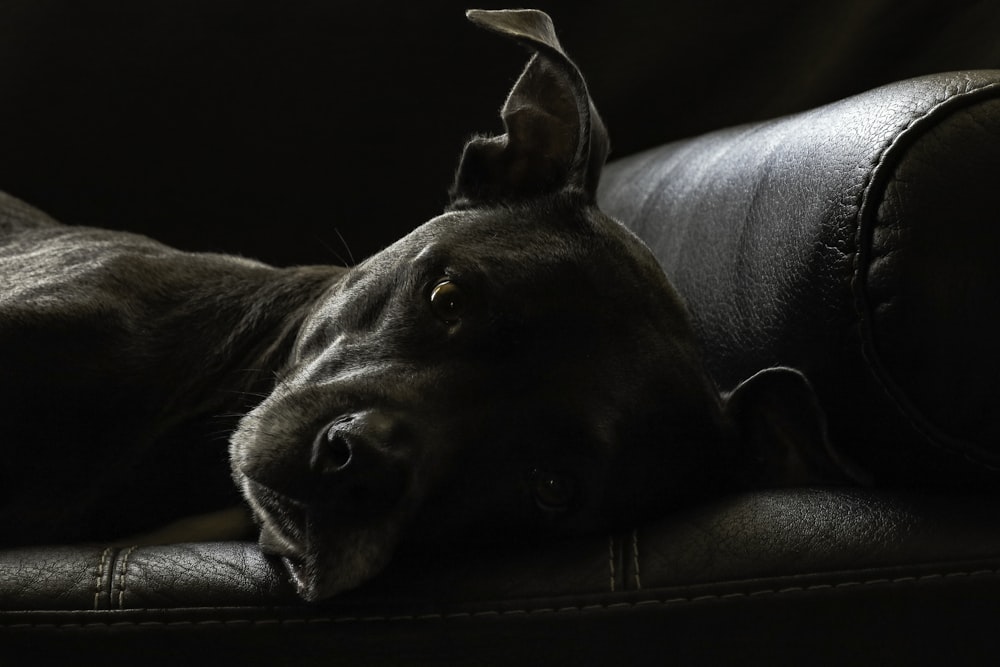 Perro mediano de abrigo corto negro acostado en un sofá de cuero negro