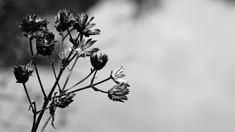 Foto en escala de grises de flor en flor