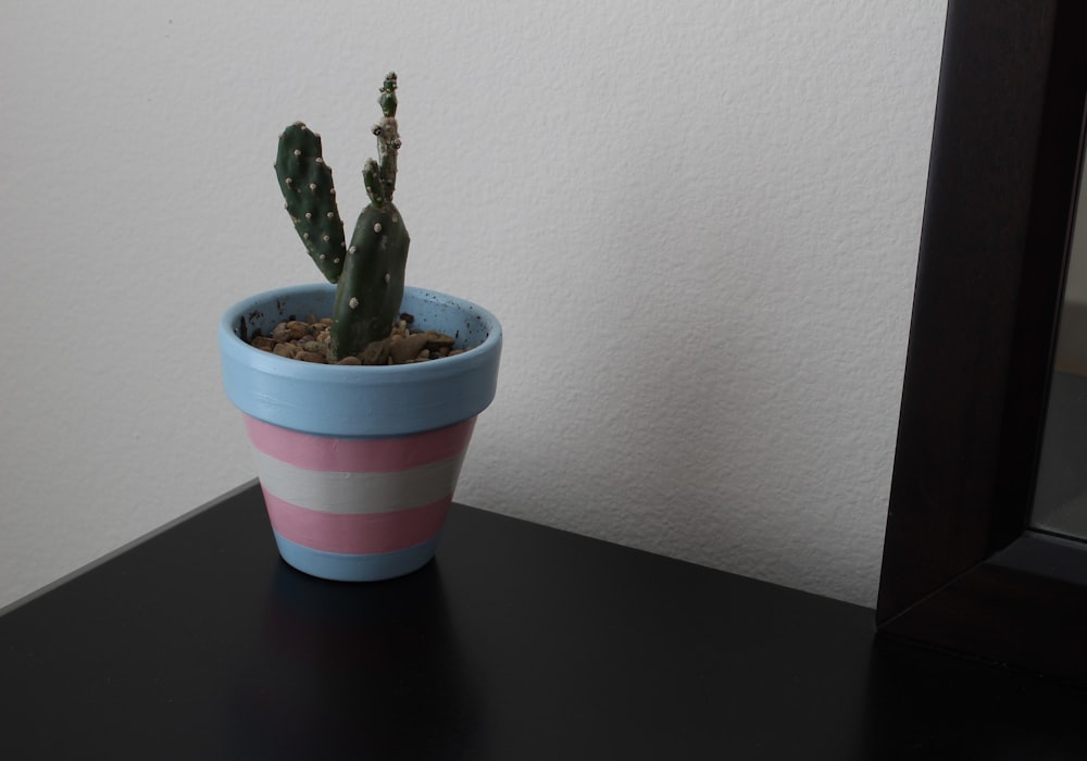 green cactus plant on white red and blue striped pot