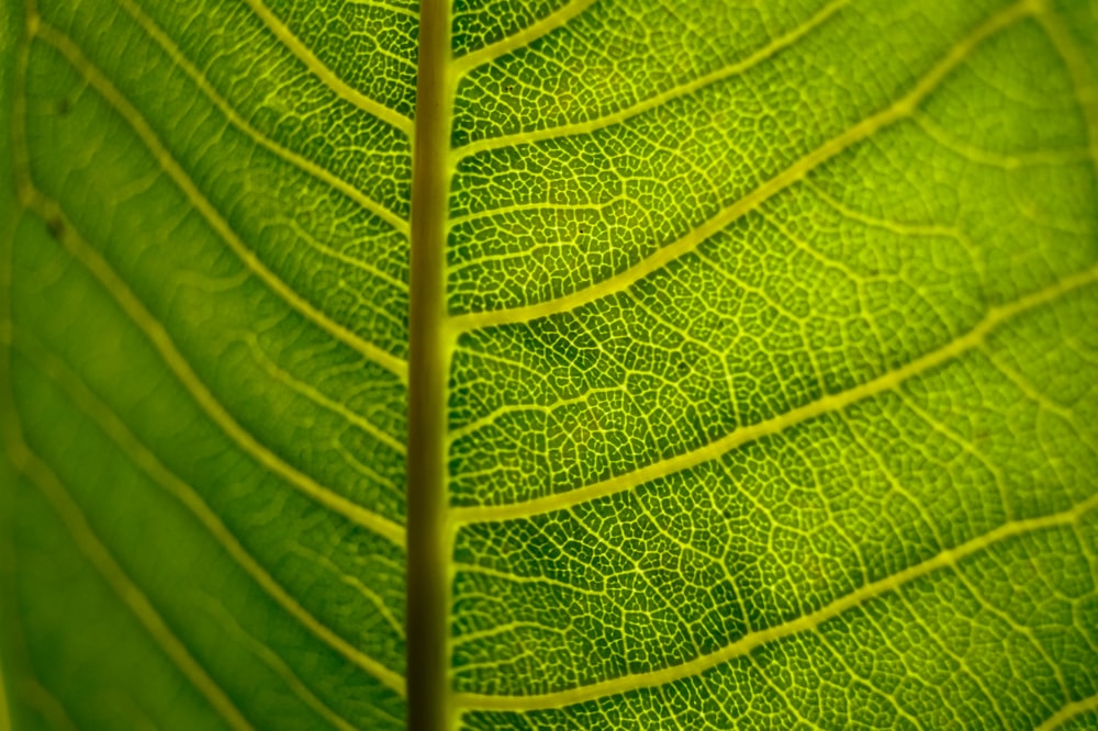 green leaf in close up photography