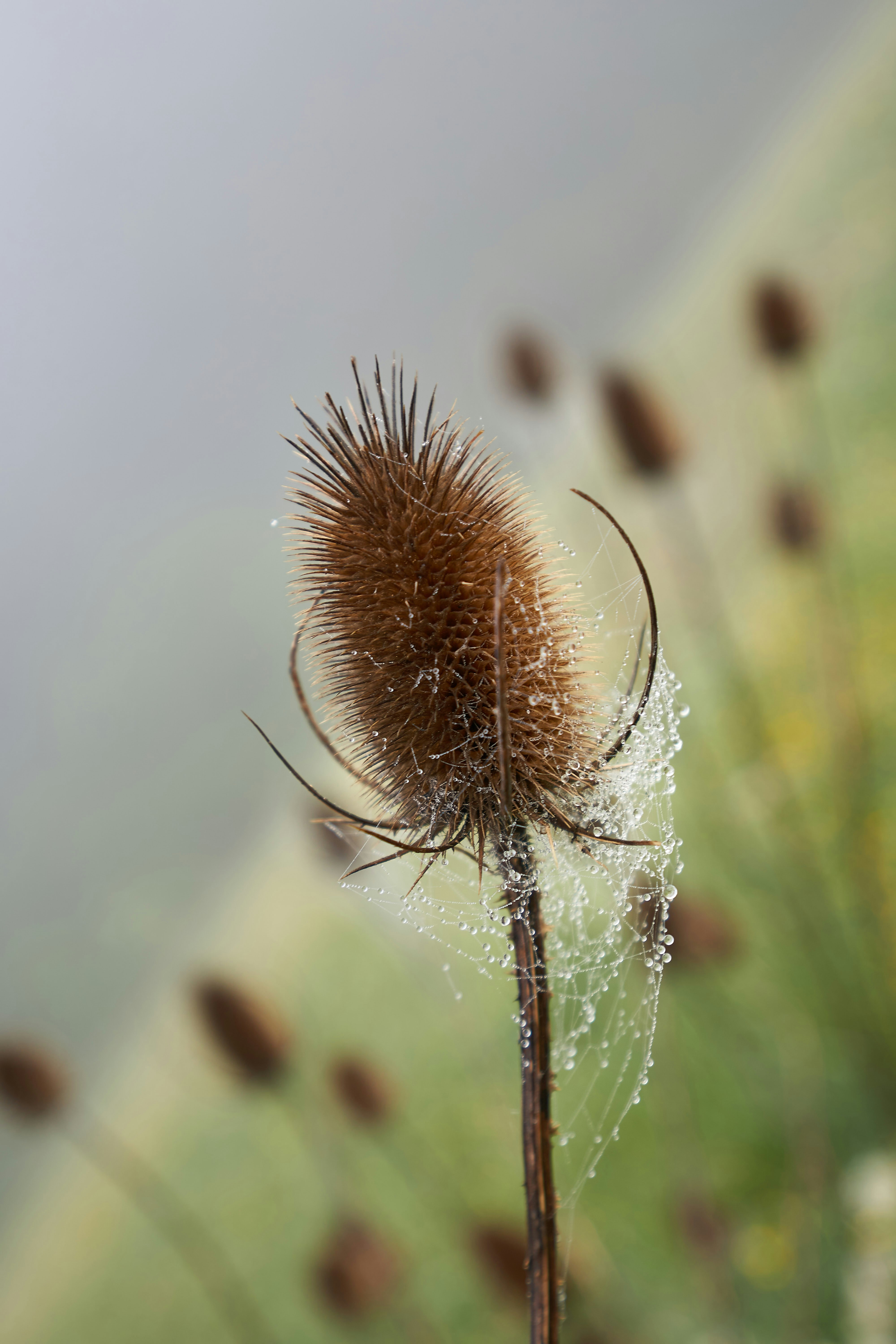 Photo by wolfgang_hasselmann