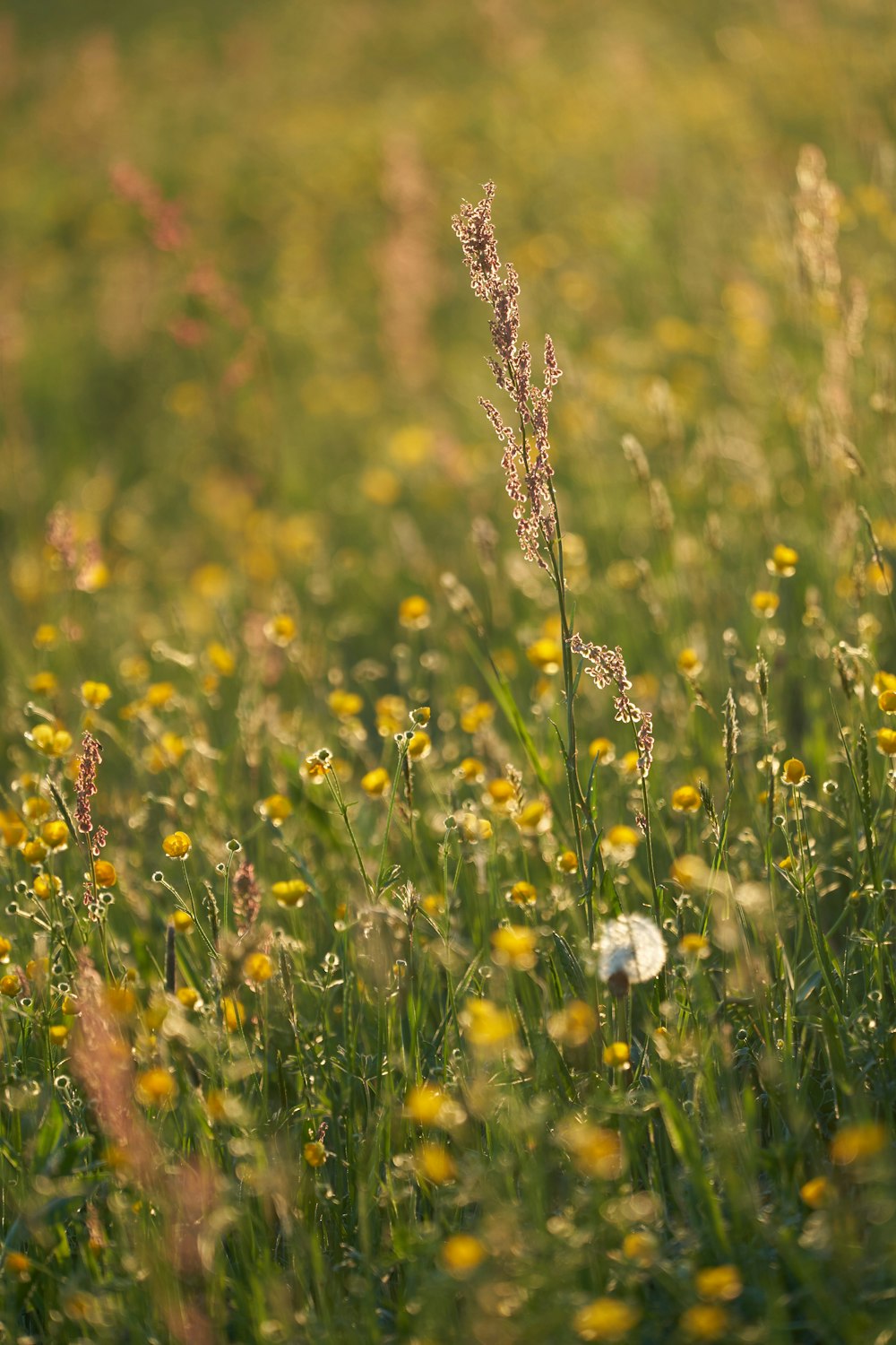 white and yellow flower field during daytime