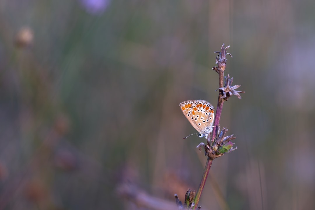 brown and white butterfly on red flower