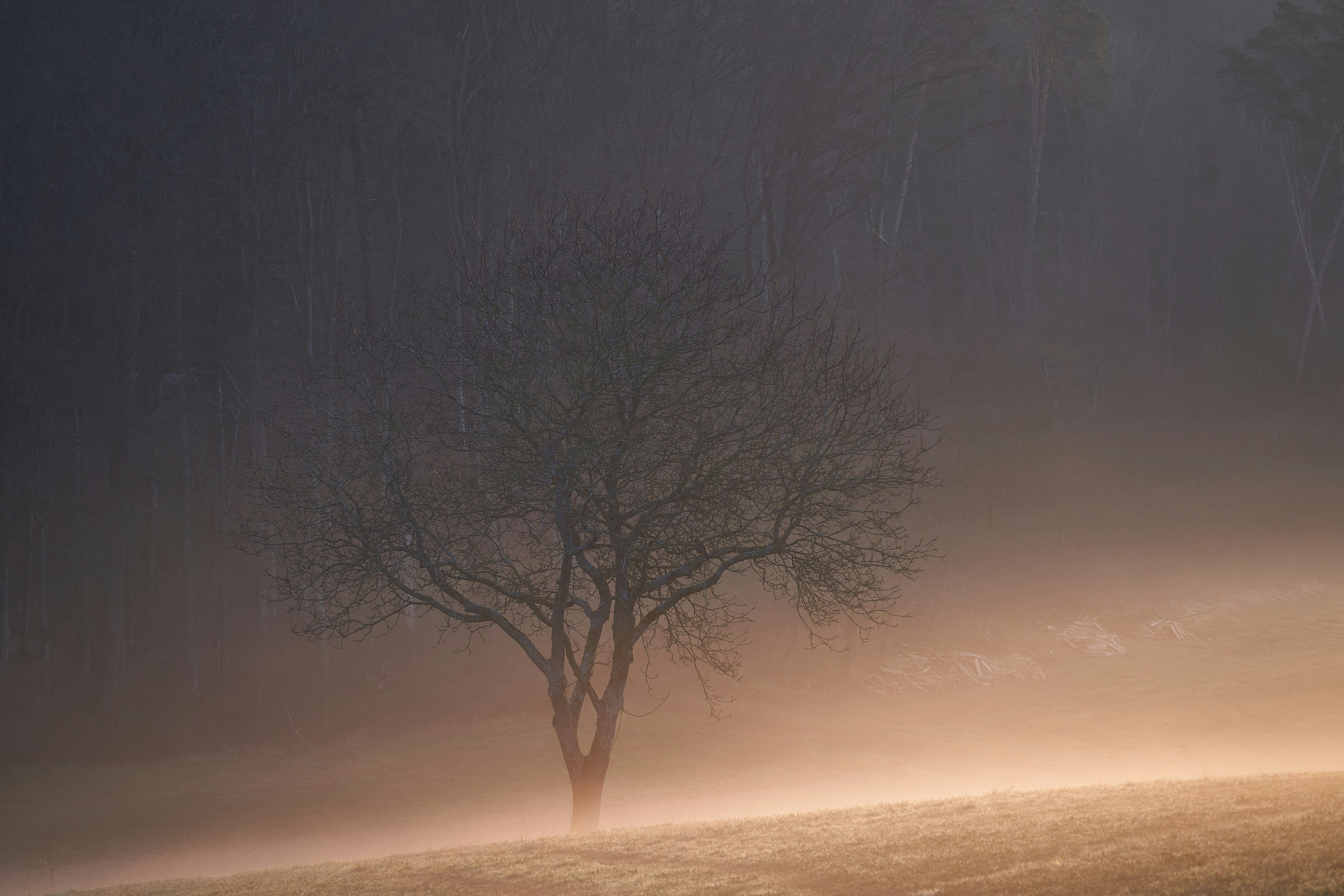 Photo by wolfgang_hasselmann