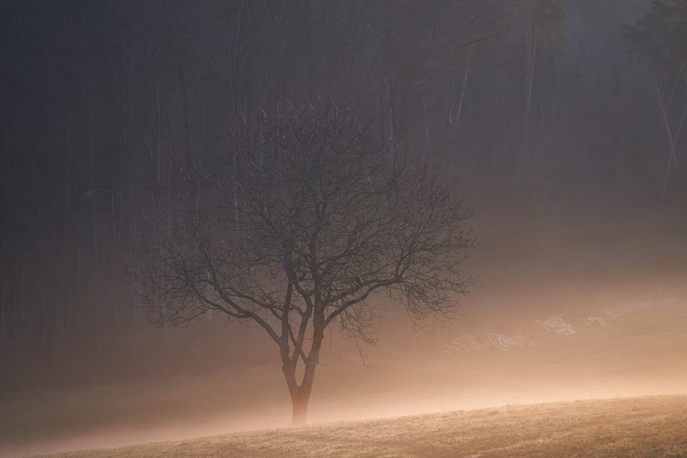 leafless tree on snow covered ground