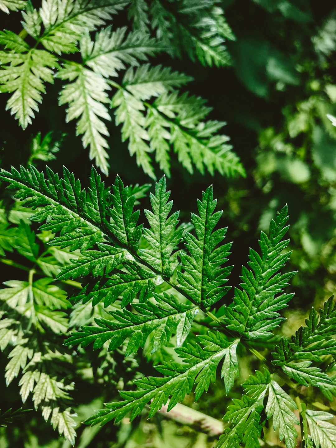 green leaf plant in close up photography