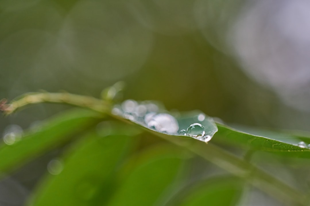 water droplets on green leaf