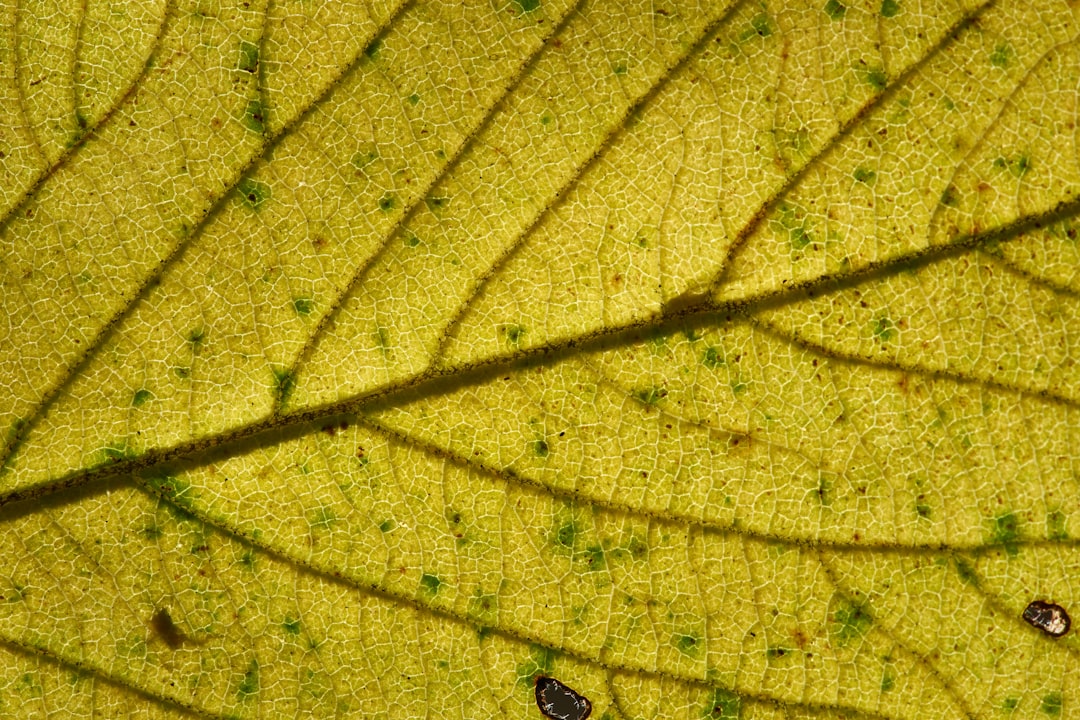 black and brown insect on green leaf