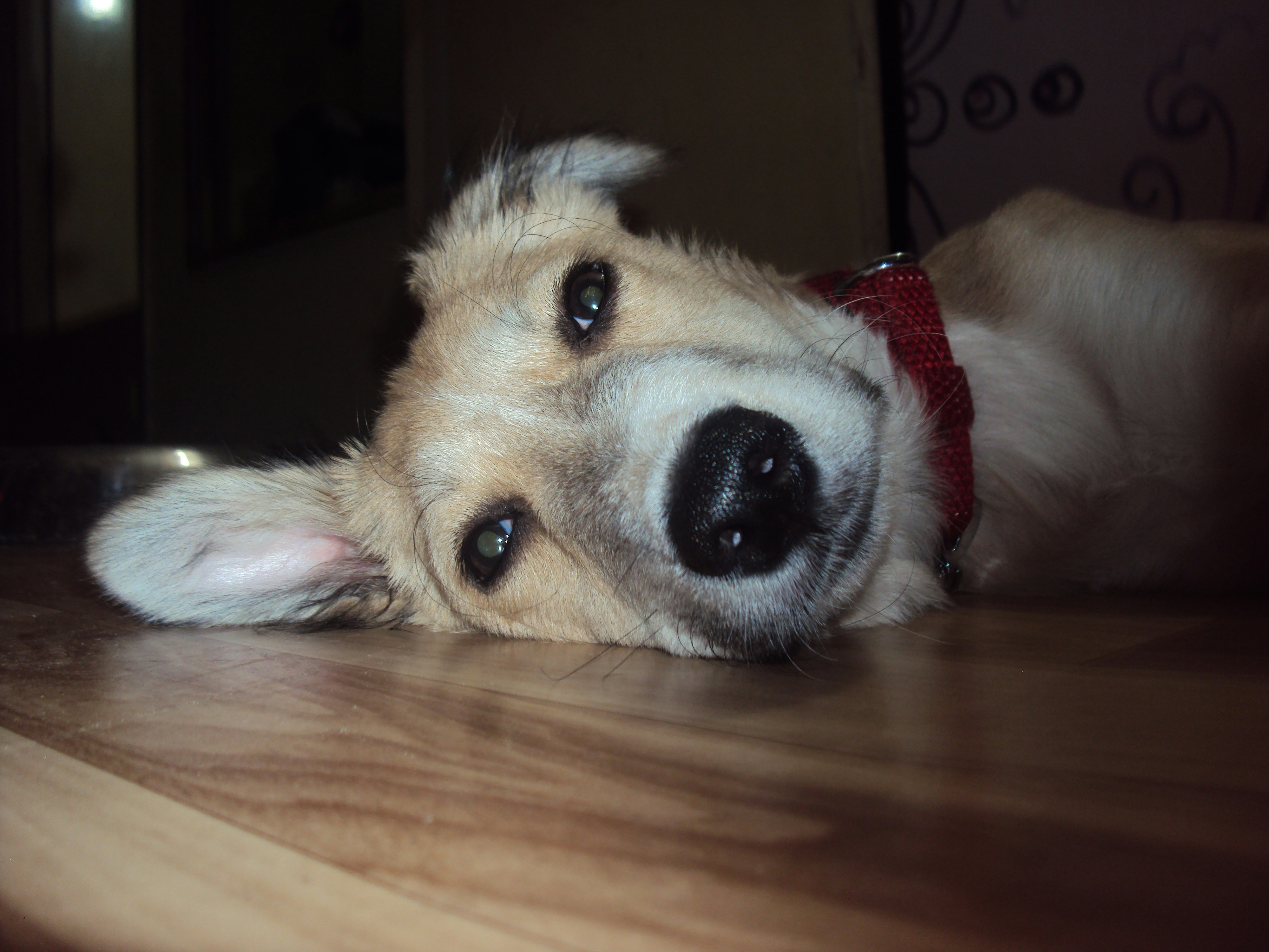 Photo by soham_pujari