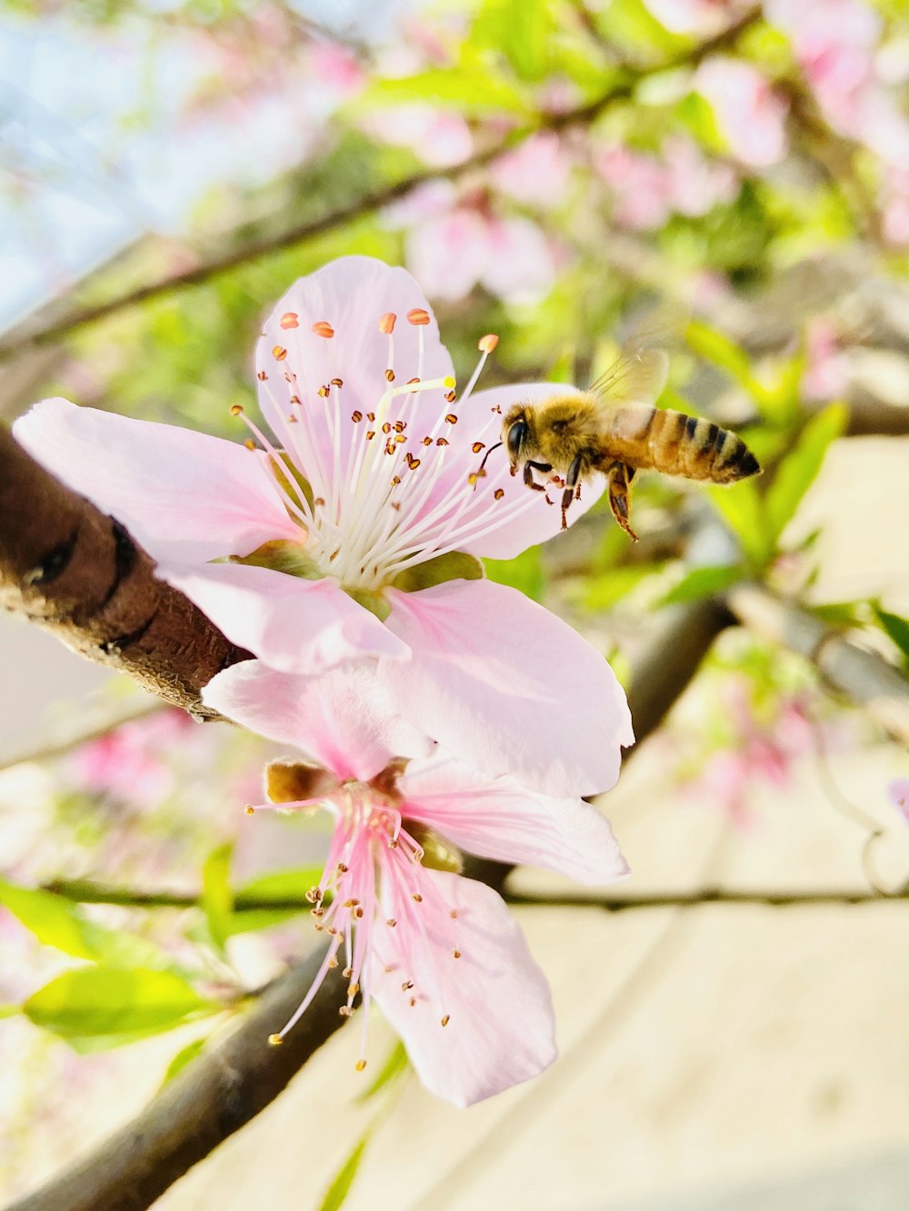 honeybee perched on pink flower during daytime