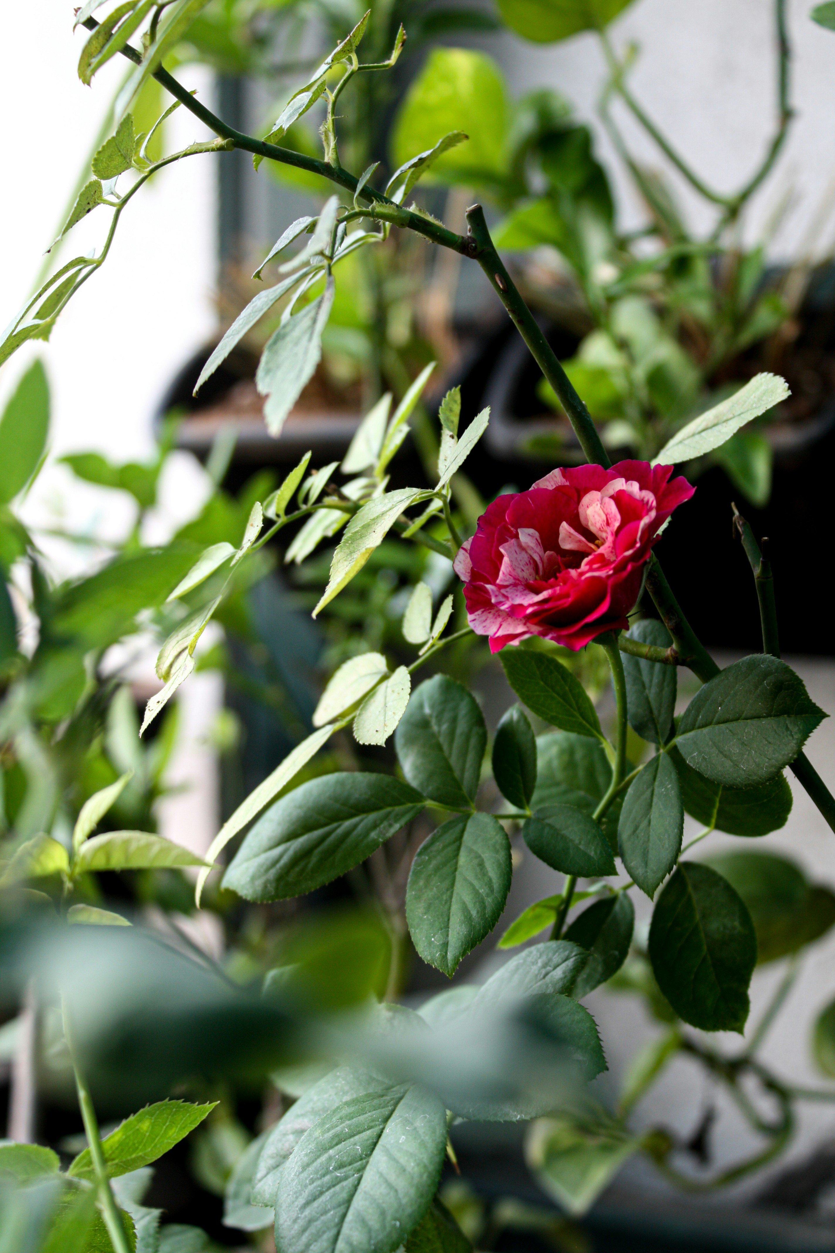 Red rose in bloom during daytime photo Free Plant Image on Unsplash