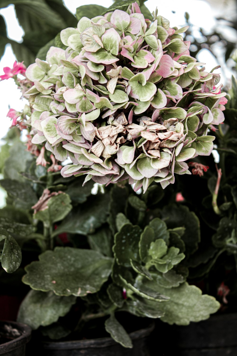 pink and green flower in close up photography