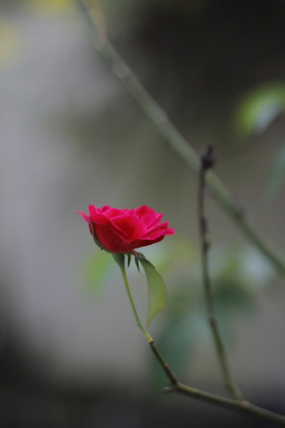 red rose in bloom during daytime