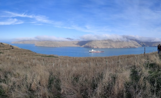 brown grass field near body of water under blue sky during daytime in Godley Head Road New Zealand