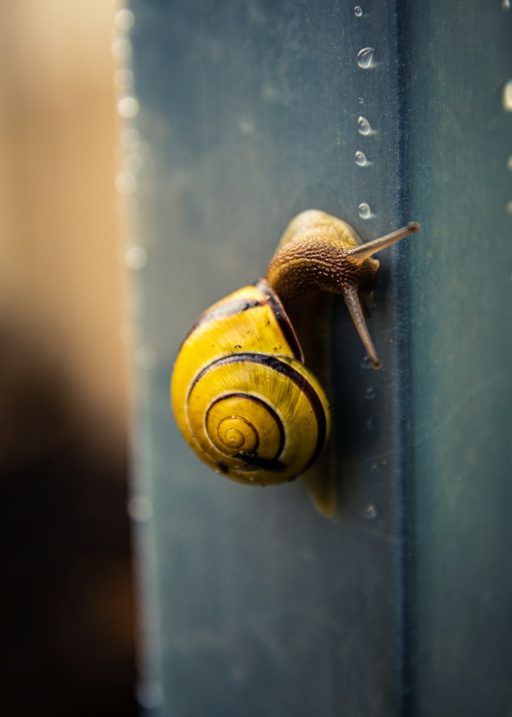 brown snail on blue surface