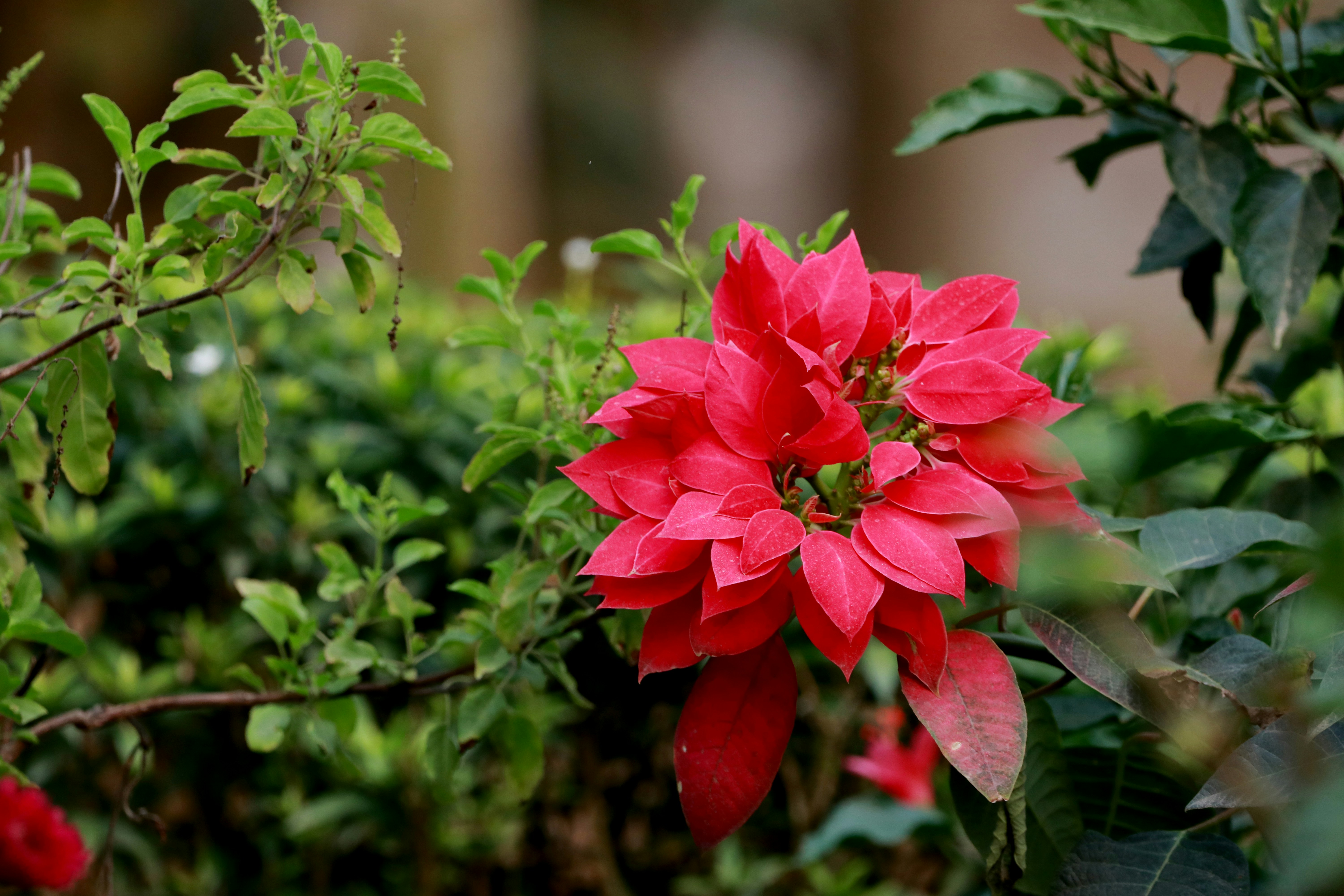Rote Blume in Tilt Shift-Linse