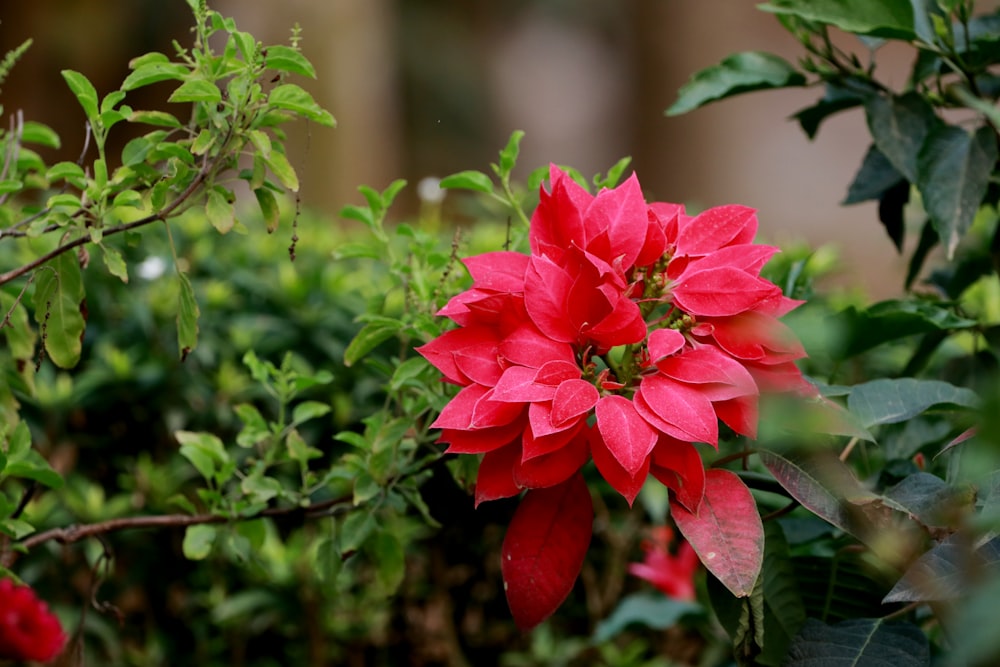 red flower in tilt shift lens