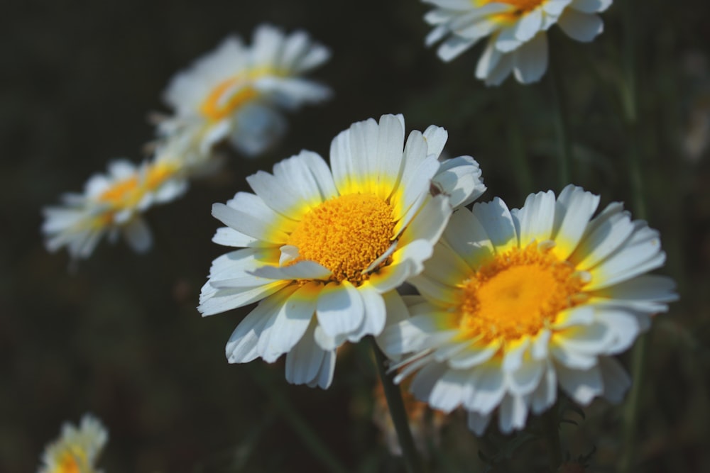 white and yellow daisy in bloom during daytime